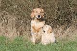 GOLDEN RETRIEVER 028